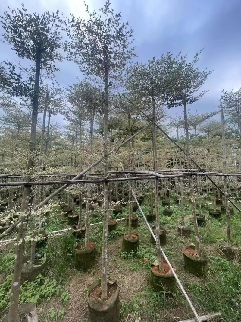 造托锦叶榄仁树5～18公分产地直发规格齐全质量保证