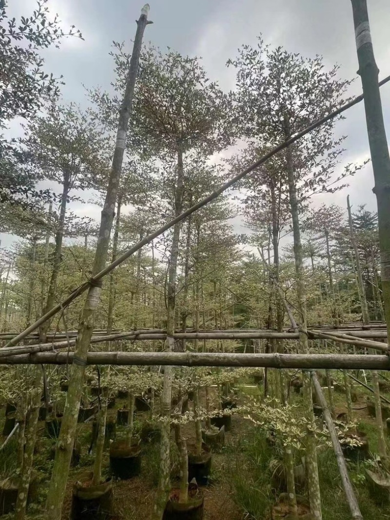 造托锦叶榄仁树5～18公分产地直发规格齐全质量保证