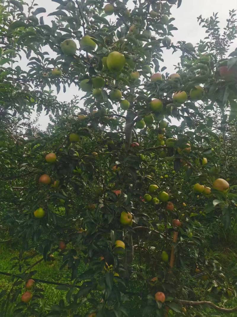 精品丑苹果红露上市了
