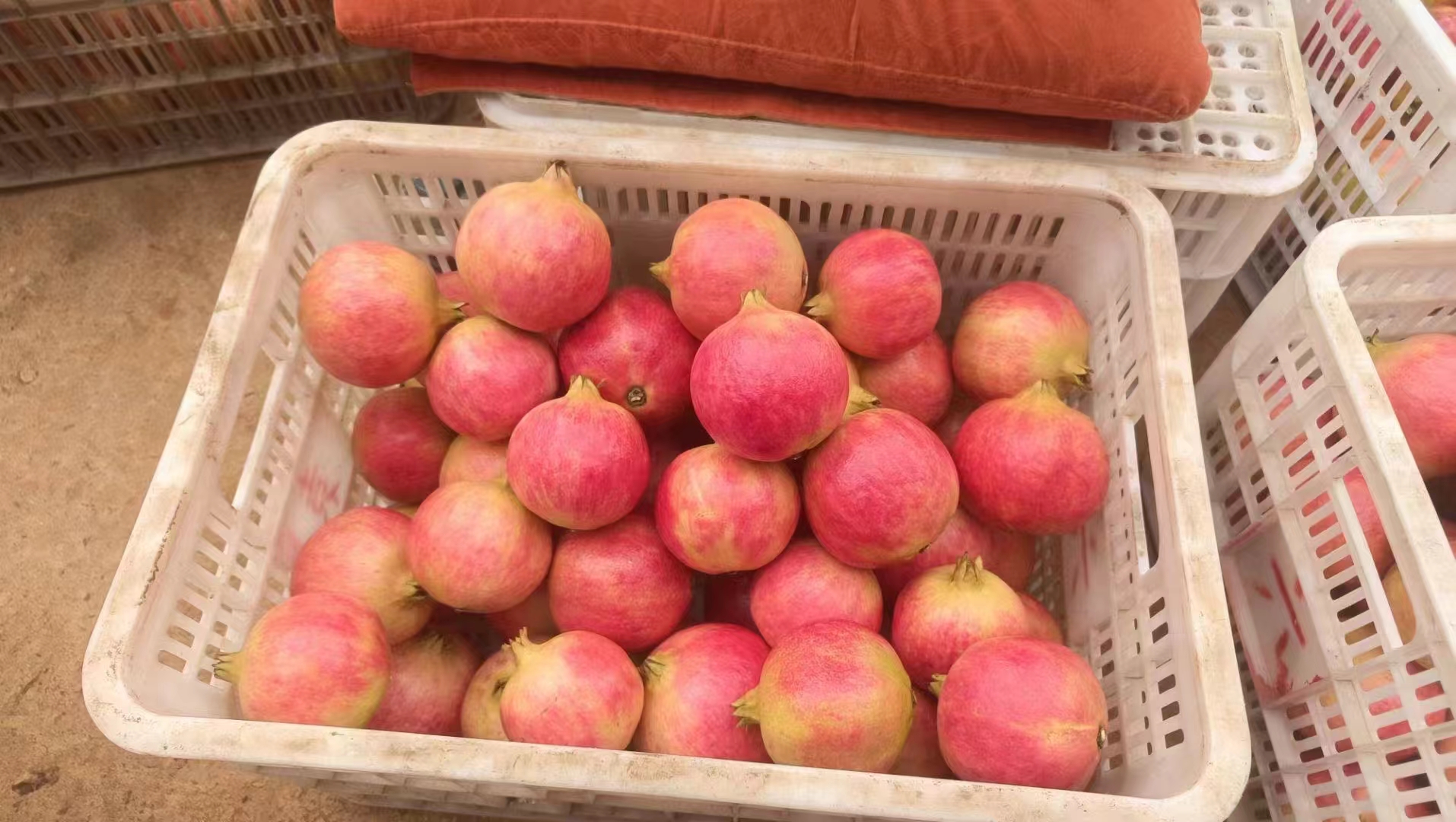 四川会理青皮石榴特写