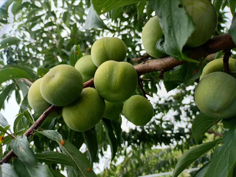 茂县青脆李职业代办