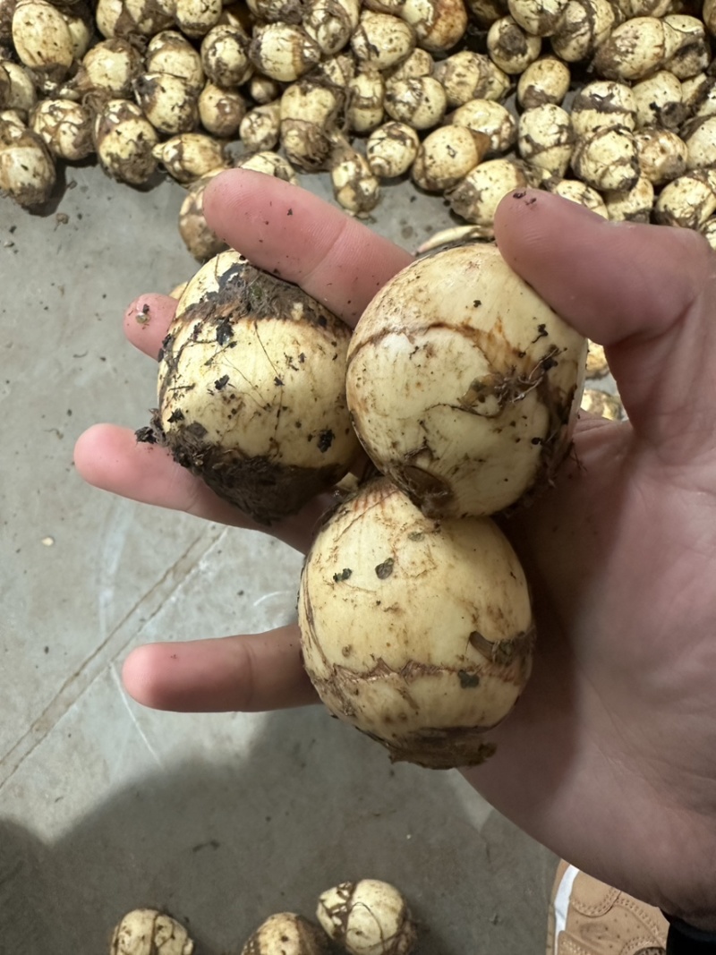 无芽茨菇，无芽慈姑