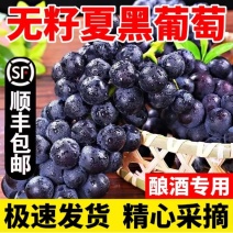 【顺丰包邮】夏黑葡萄新鲜黑加仑新鲜无籽夏黑葡萄当季