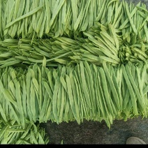 热销扁豆，山东省商河县扁青芸豆