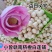 江西新鲜莲子通心莲子纯手工大粒莲子米大量批发