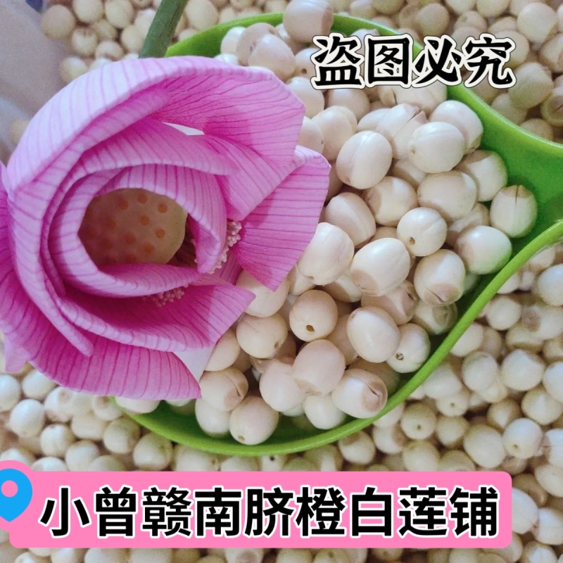 江西新鲜莲子通心莲子纯手工大粒莲子米大量批发