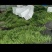 热销扁豆，山东省商河县扁青芸豆