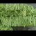 热销扁豆，山东省商河县扁青芸豆