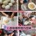 江西新鲜莲子通心莲子纯手工大粒莲子米大量批发
