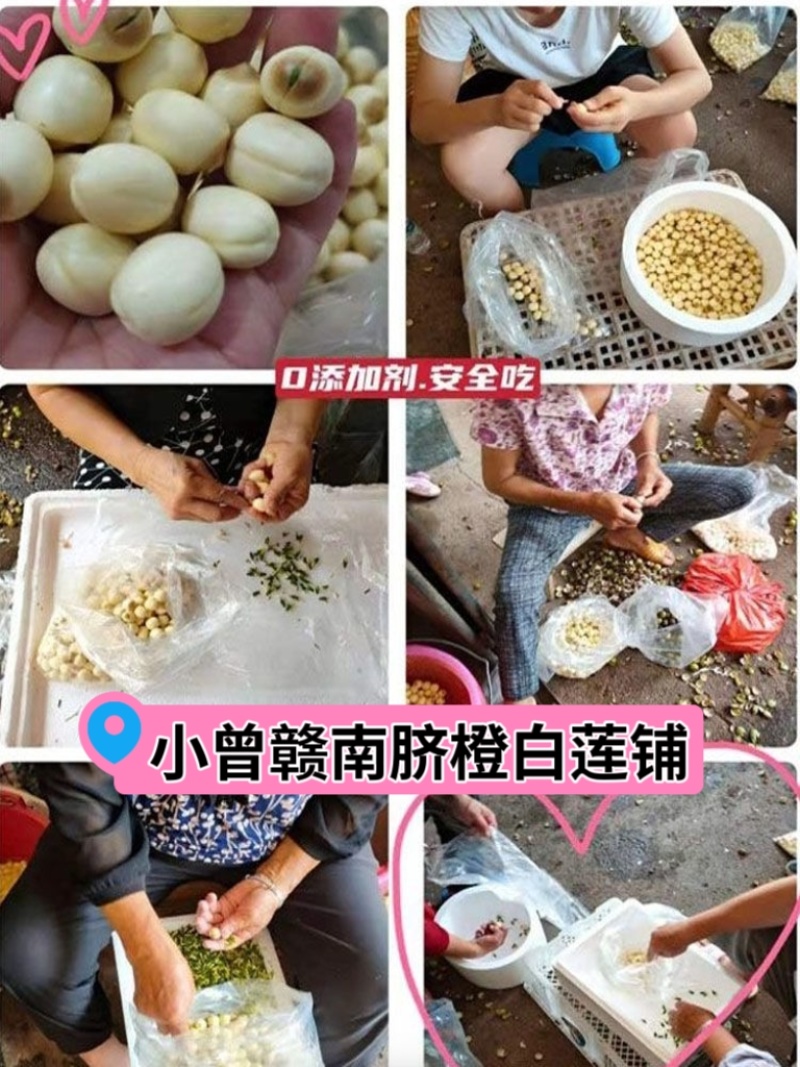 江西新鲜莲子通心莲子纯手工大粒莲子米大量批发
