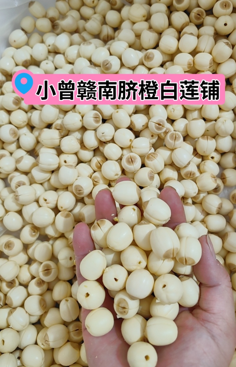 江西新鲜莲子通心莲子纯手工大粒莲子米大量批发