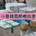 江西新鲜莲子通心莲子纯手工大粒莲子米大量批发