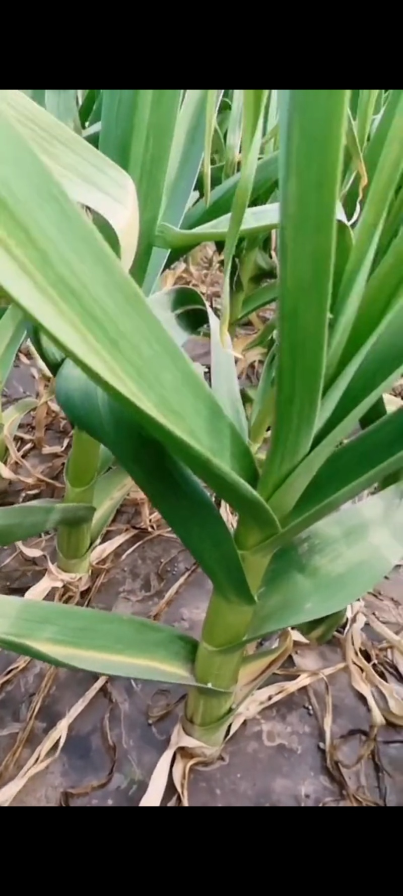 济南大青稞，皮红，瓣红，抗病抗寒，不黄叶，不干稍