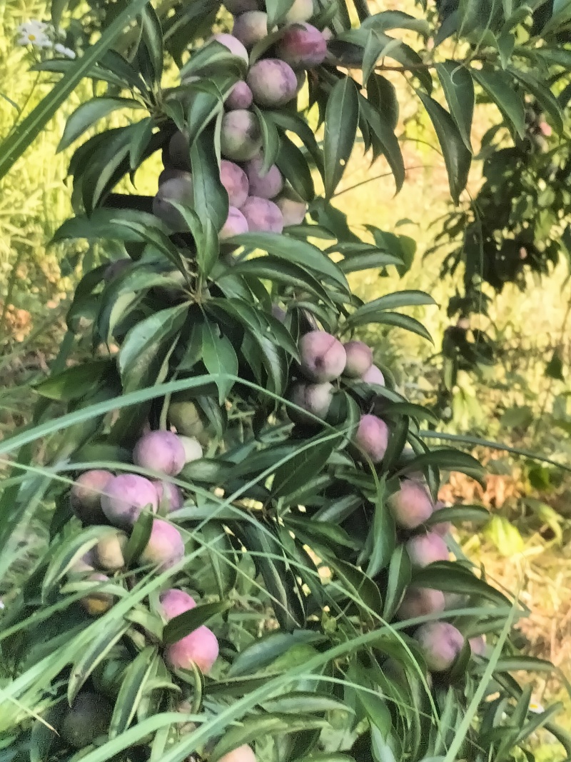 脆红李贵州大山里的脆红李味甜水份适中，自然成熟