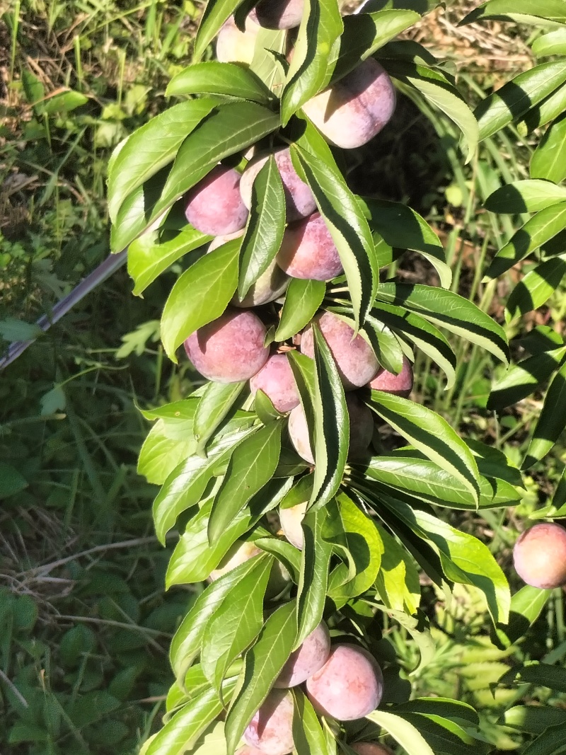 脆红李贵州大山里的脆红李味甜水份适中，自然成熟