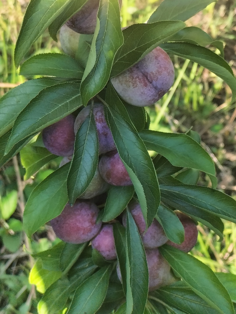 脆红李贵州大山里的脆红李味甜水份适中，自然成熟