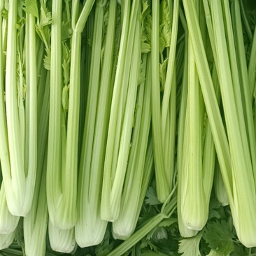 商河县芹菜，精品物优价廉，货源充足