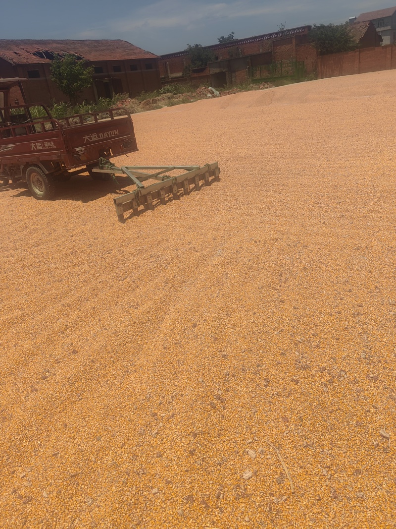 春玉米干的湿的都有
