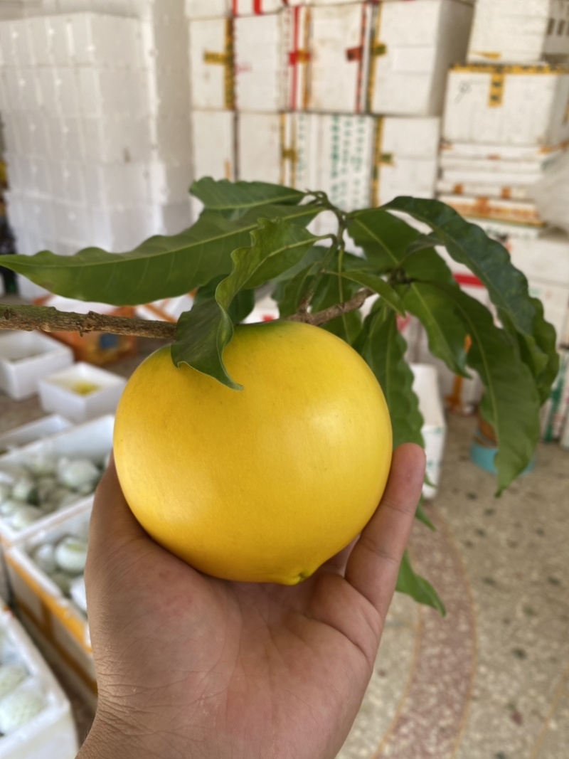 黄晶果