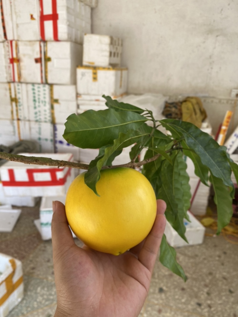 黄晶果