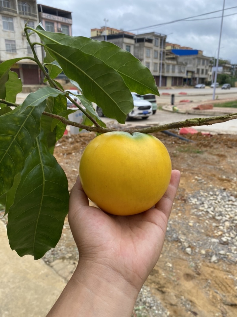 黄晶果