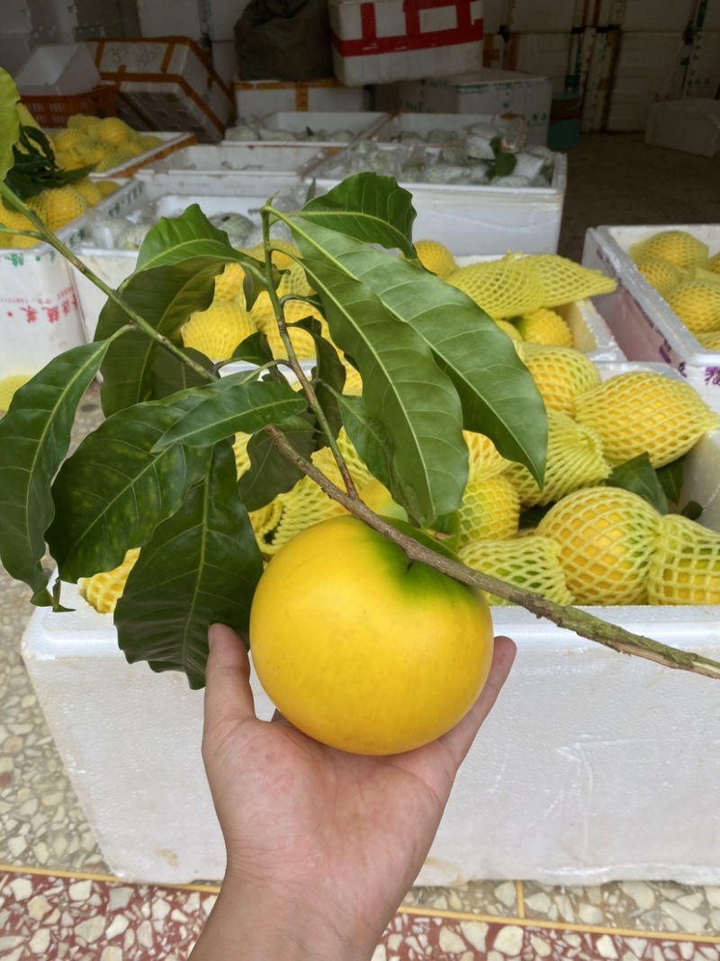 黄晶果