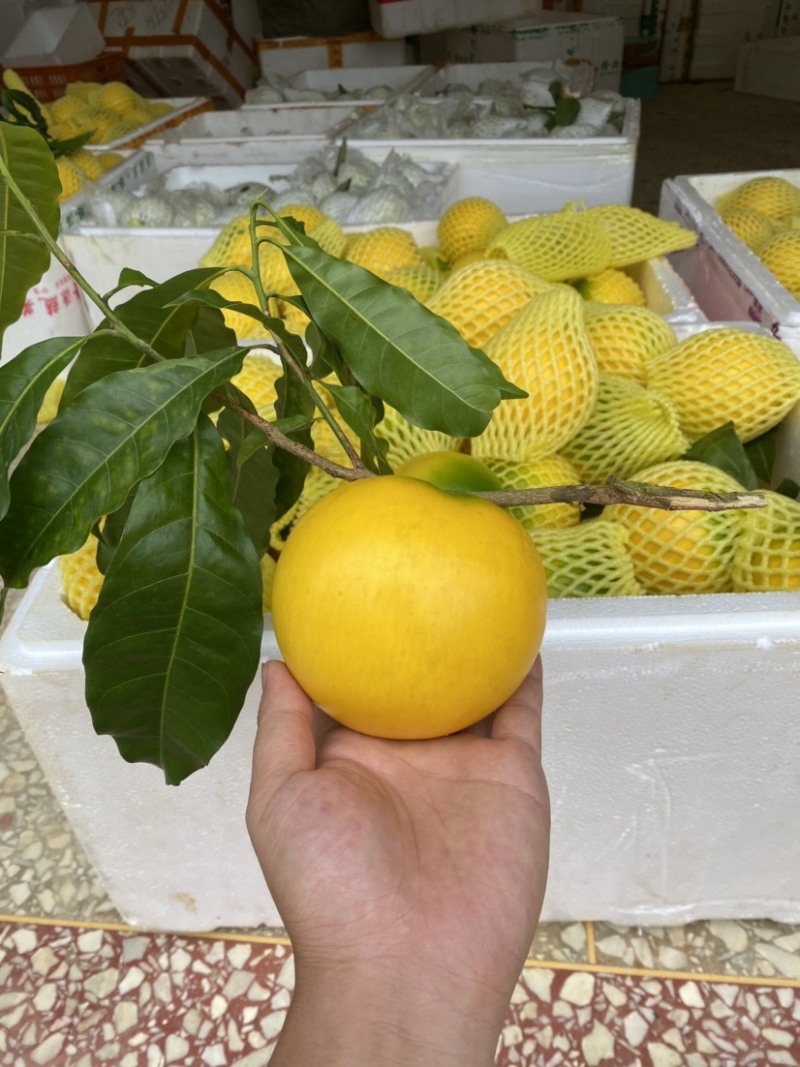 黄晶果