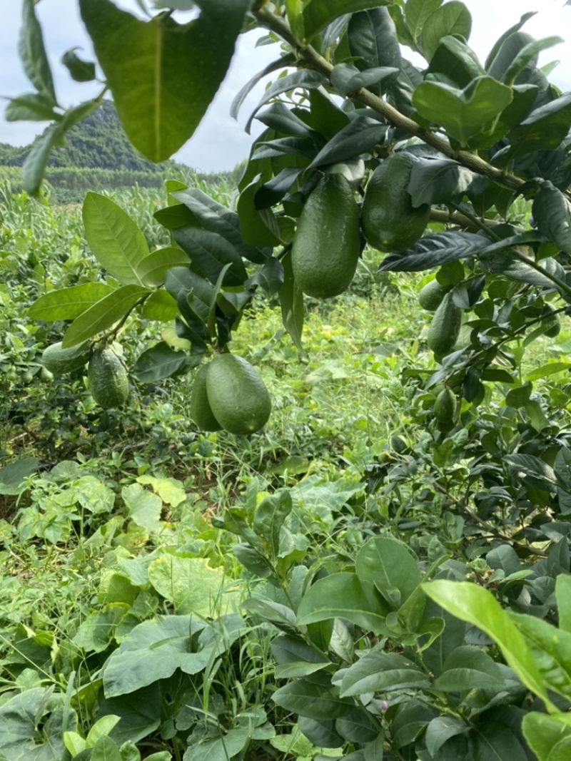 台湾子弹头香水柠檬