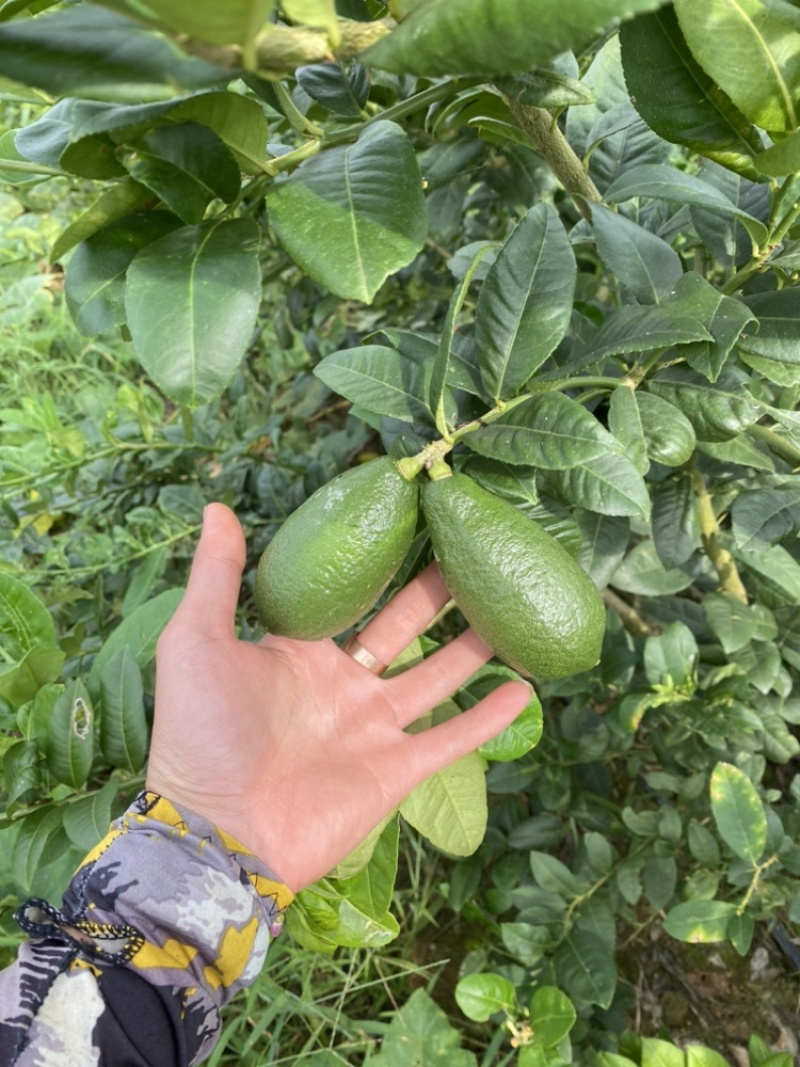 台湾子弹头香水柠檬