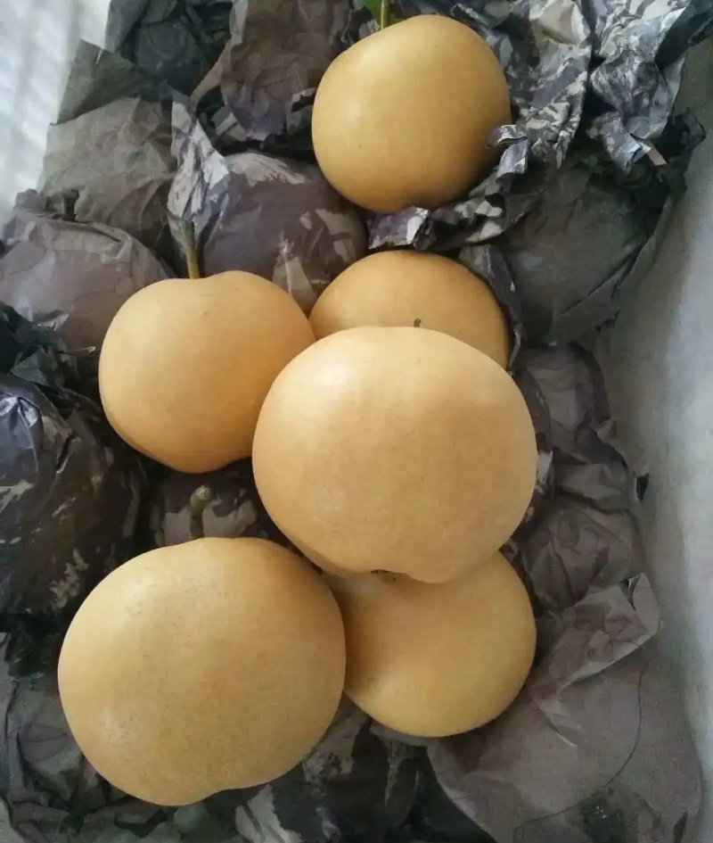 《精选》秋月梨/砀山梨/安徽圆黄梨/大量上市/全国发货中