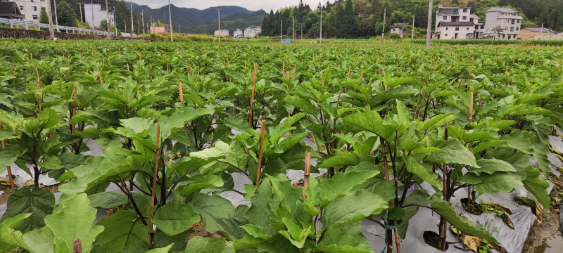 糯米青茄、土茄、青线茄、青茄、地方老品种、产、特菜优选