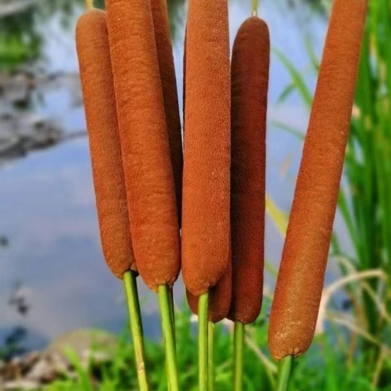 野生蒲棒香蒲草水蜡烛,安神枕头填充物真花插花装饰摆饰摄影