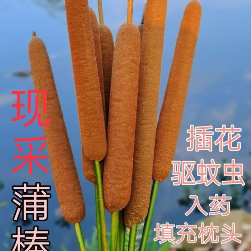 野生蒲棒香蒲草水蜡烛,安神枕头填充物真花插花装饰摆饰摄影