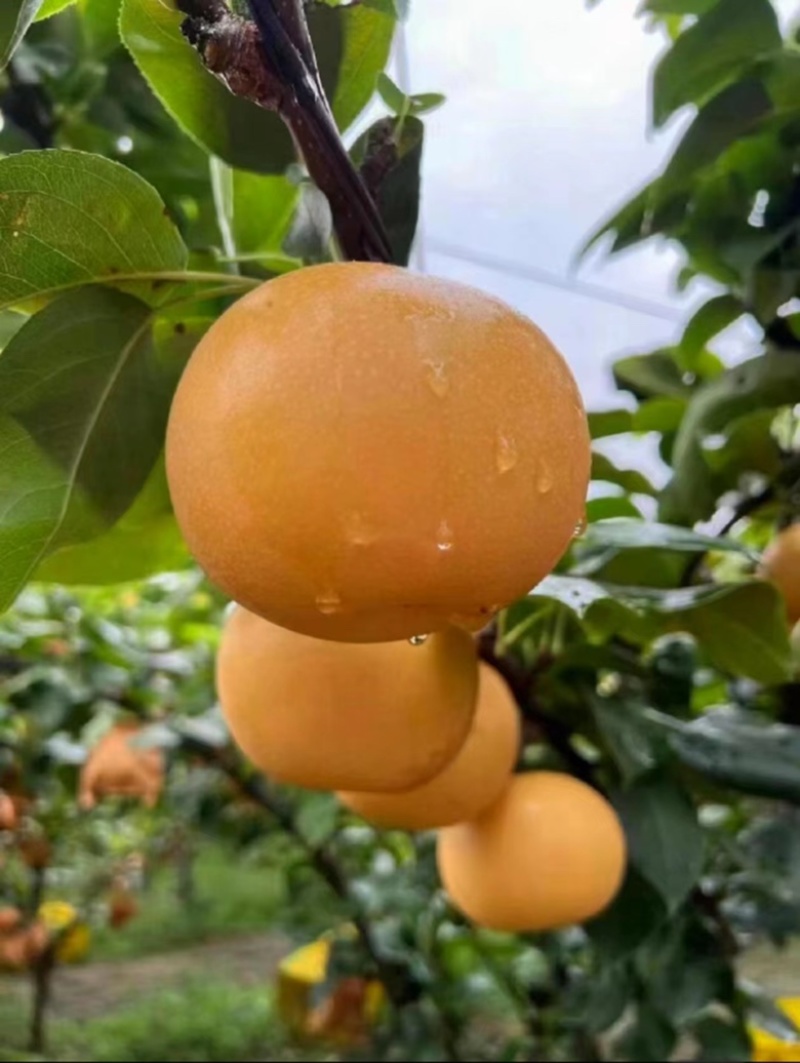 秋月梨、皮薄无渣、水分十足基地直发代收代发