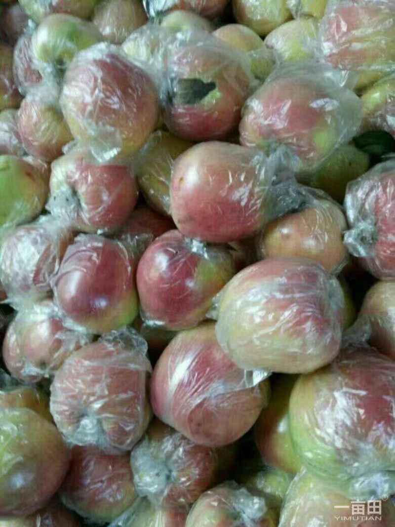山东苹果鲁丽苹果（藤木华硕鲁丽美八晨阳珊夏）品种齐全