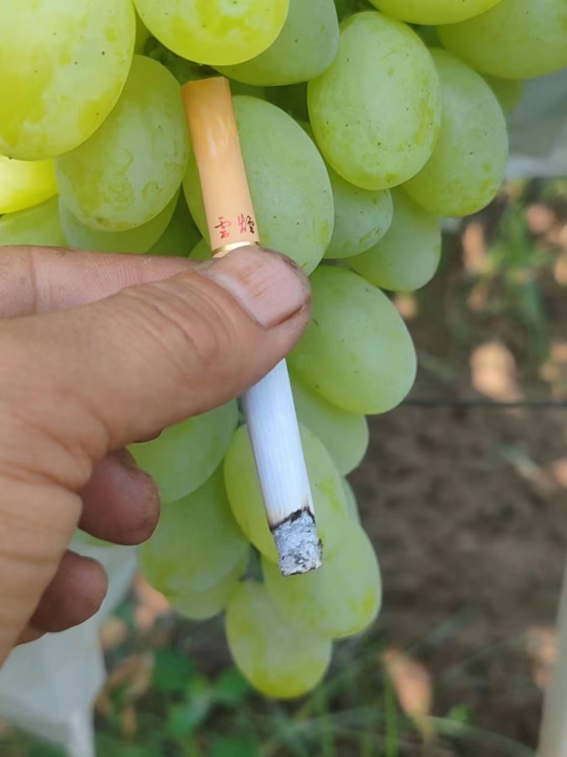 山西维多利亚大量上市了，质量好价格优，欢迎各地老板前来咨