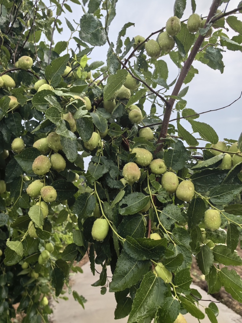 石家庄市赞皇县大枣以大量上市，有需要的老板和我联系。