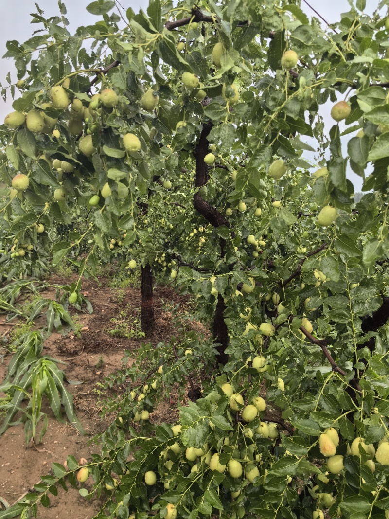 石家庄市赞皇县大枣以大量上市，有需要的老板和我联系。