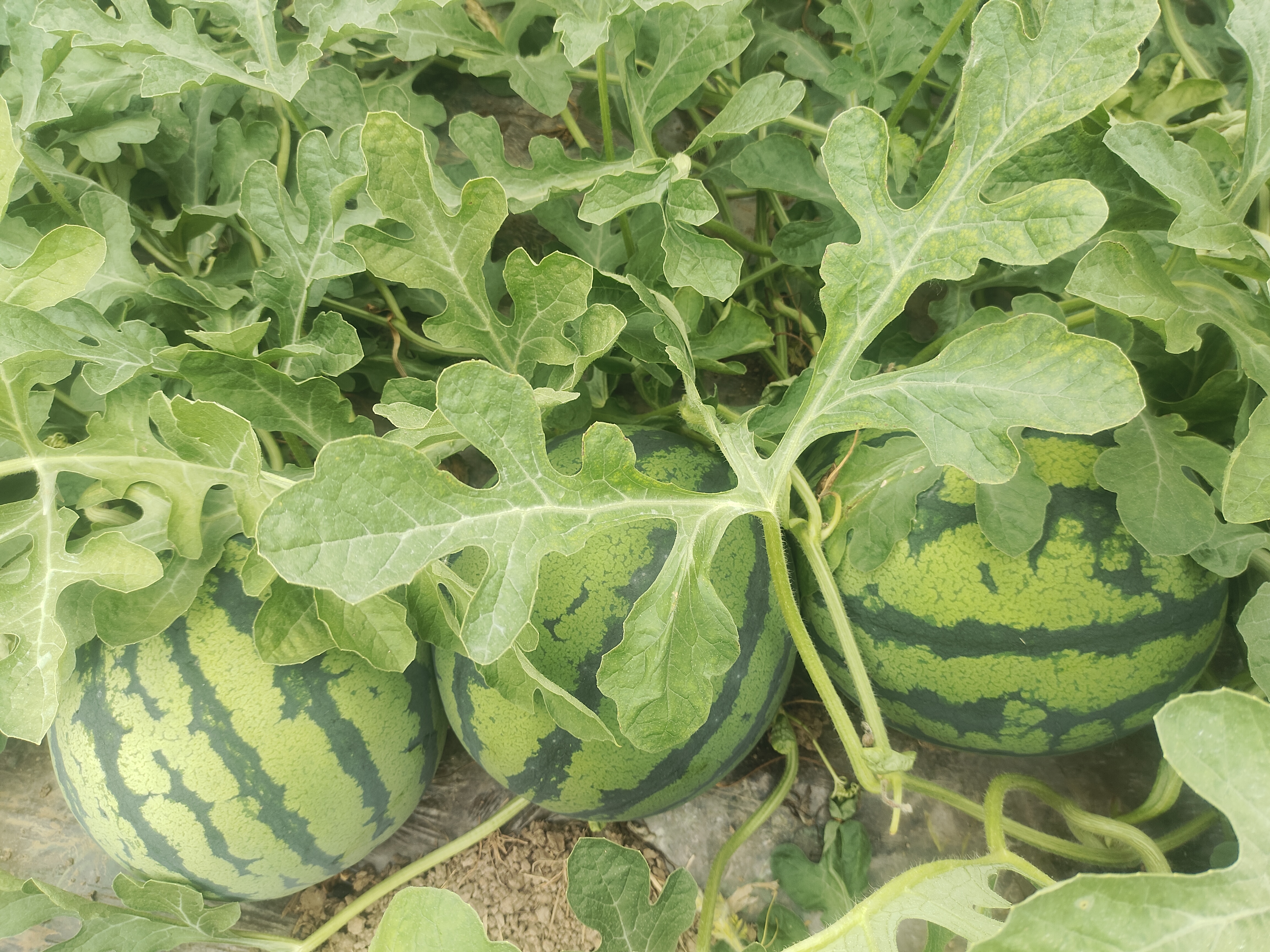 美都西瓜与甘美西瓜植株及果实对比图