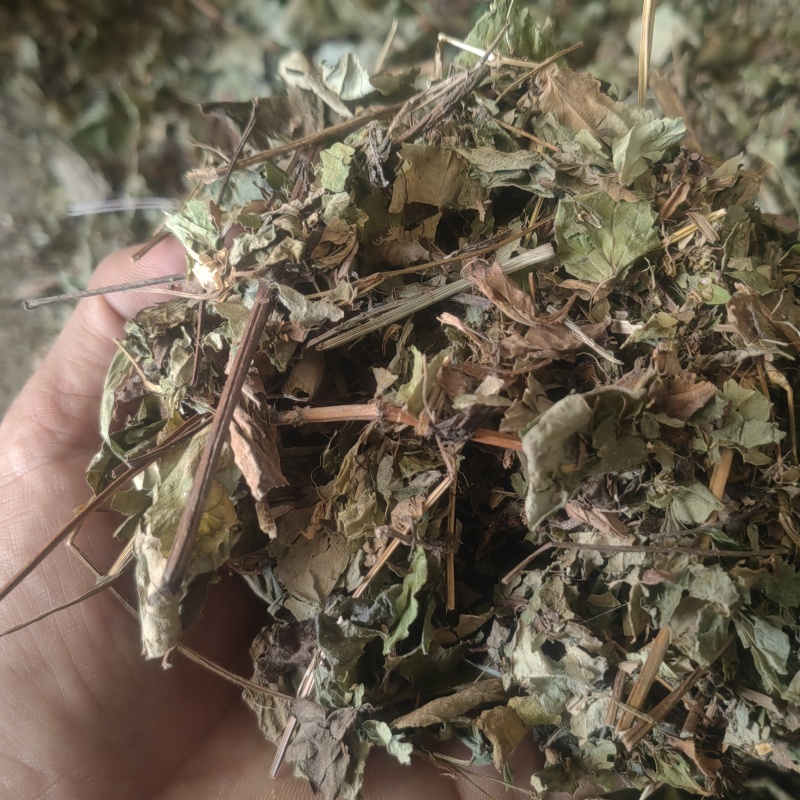 便宜卖碎叶鱼腥草湖南深山野生干货整颗晒折耳根鱼腥草干