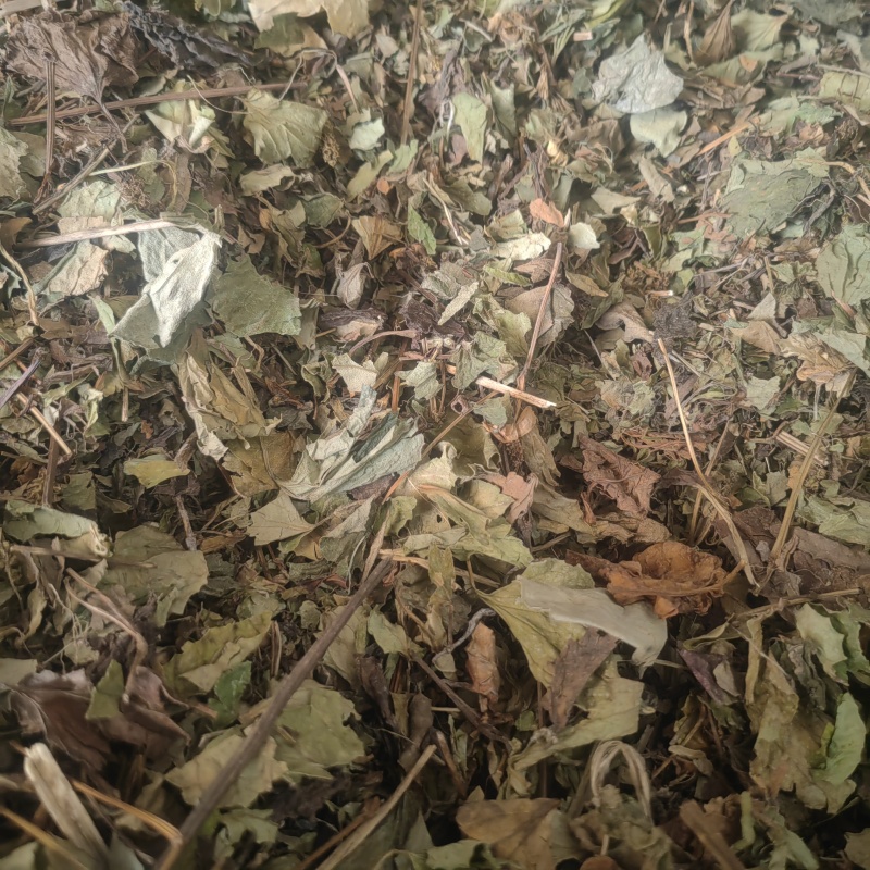 便宜卖碎叶鱼腥草湖南深山野生干货整颗晒折耳根鱼腥草干