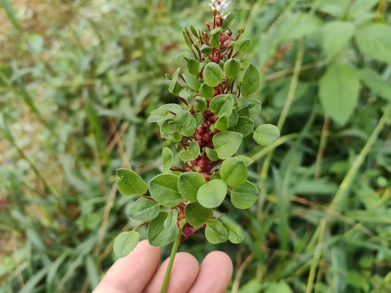 草血竭种植