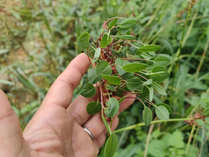 草血竭种植