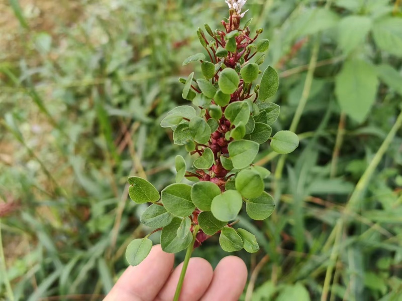 草血竭种植