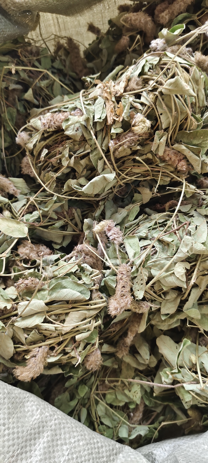 狐狸尾草