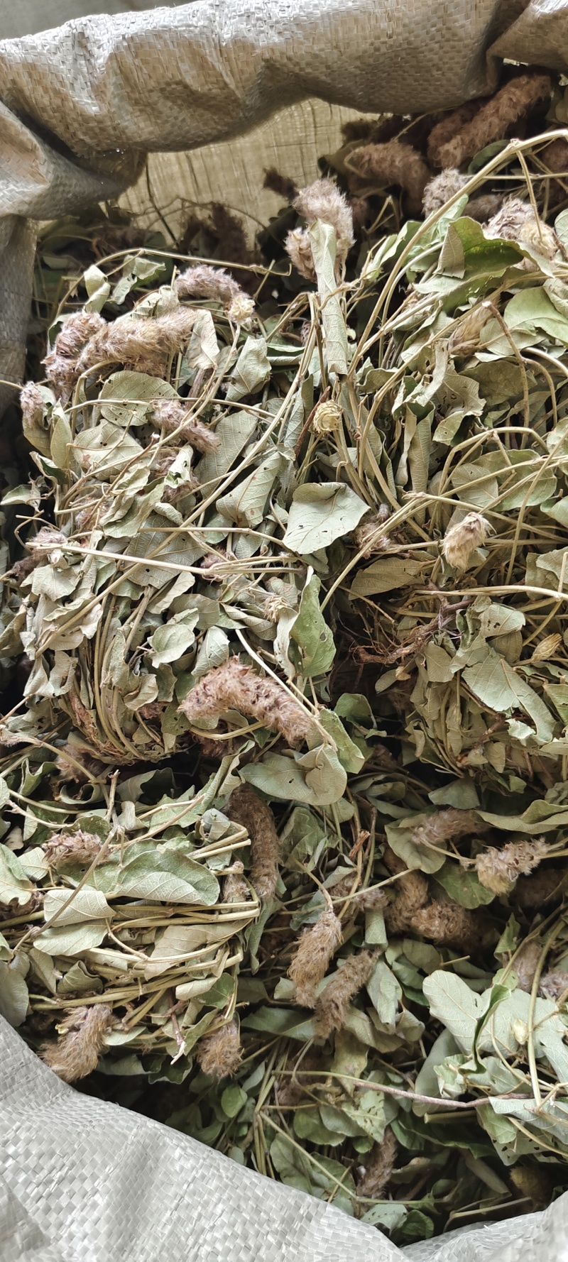 狐狸尾草