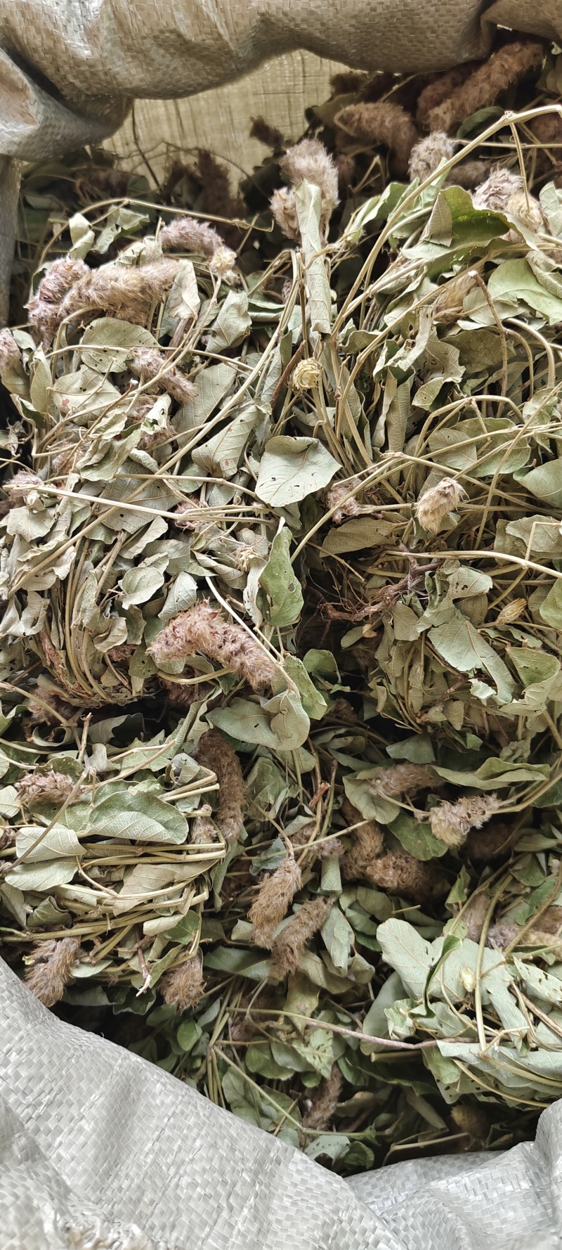 狐狸尾草