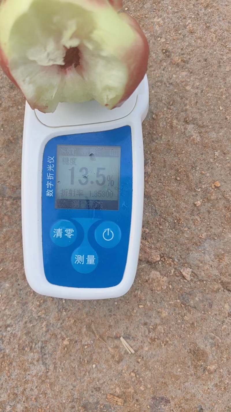 珍珠枣油桃离核珍珠枣油桃40以上批发果面光滑