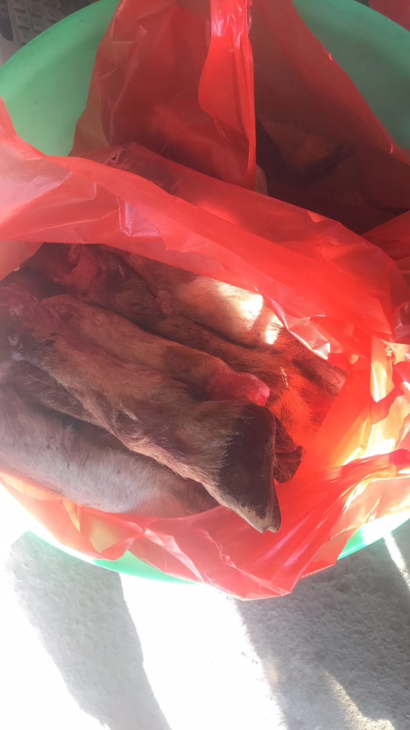 草原溜达羊，全部都是现杀的，羊头，羊蹄都有