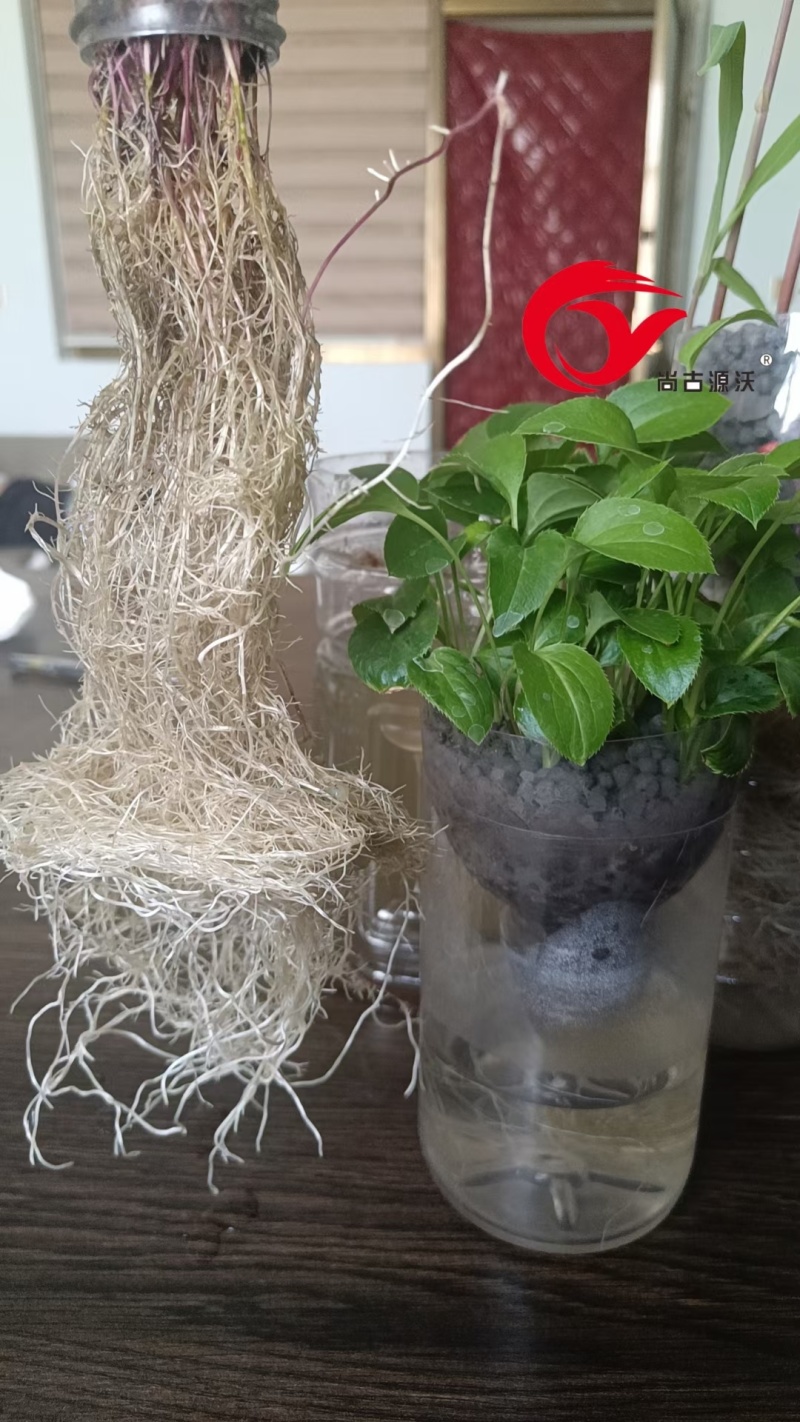 大蒜.山药.土豆.葱.姜.红薯专用肥，颗粒每克5亿活菌